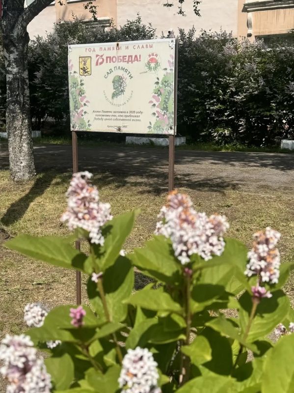 Аллее победной сирени на Ленинградском уже 6 лет Аллее победной сирени на Ленинградском уже 6 лет