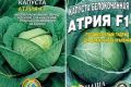 Капуста Атрия: как вырастить идеальный урожай и сохранить его на долгие месяцы