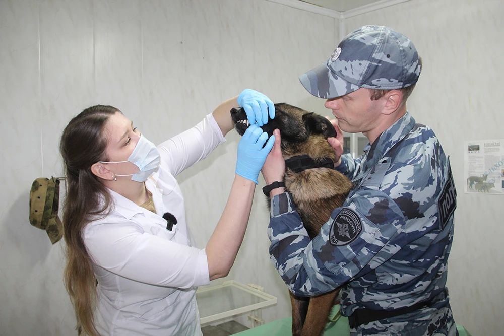 Сегодня – свой профессиональный праздник отмечают сотрудники кинологической службы МВД России Сегодня – свой профессиональный праздник отмечают сотрудники кинологической службы МВД России