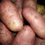Картофель Глория: ранний сорт с уникальными характеристиками и универсальным использованием