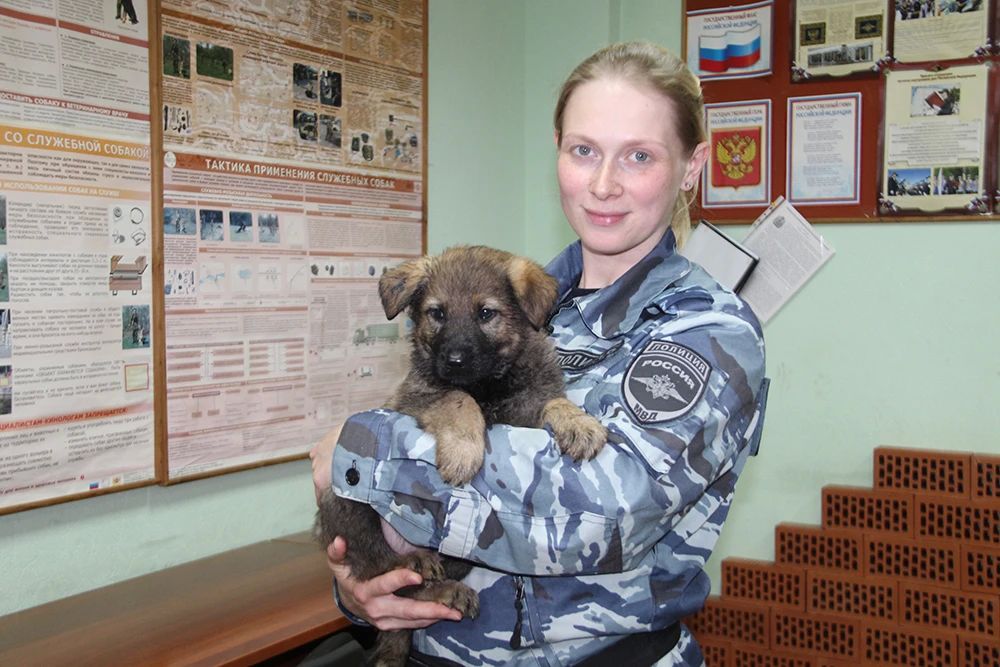 Сегодня – свой профессиональный праздник отмечают сотрудники кинологической службы МВД России Сегодня – свой профессиональный праздник отмечают сотрудники кинологической службы МВД России