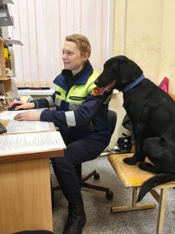 Сегодня отмечается День кинолога Сегодня отмечается День кинолога