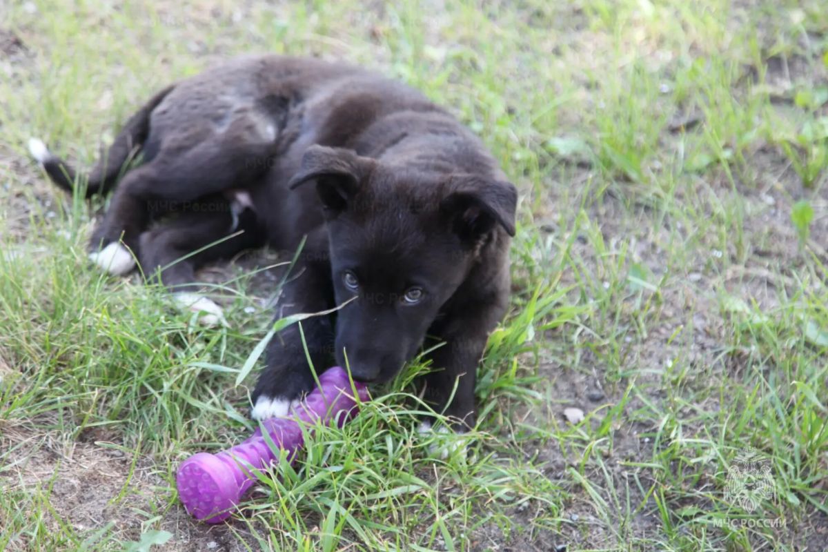 За судьбой щенка Мишки следили десятки тысяч жителей Поморья За судьбой щенка Мишки следили десятки тысяч жителей Поморья