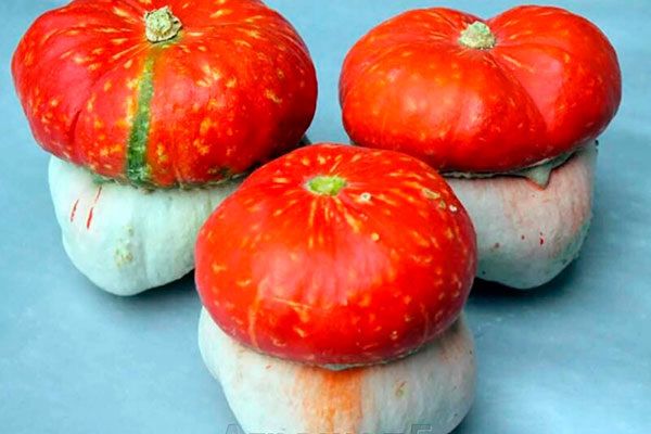 Тыква Красная шапочка: от крепкого урожая до декоративного чуда