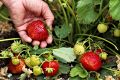 Как ухаживать за клубникой после сбора урожая: шесть ключевых шагов к удачному результату