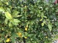 Как зимние спреи спасают цитрусовые от холодов