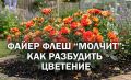 Как помочь розе Файер Флеш зацвести в первый год: простое руководство