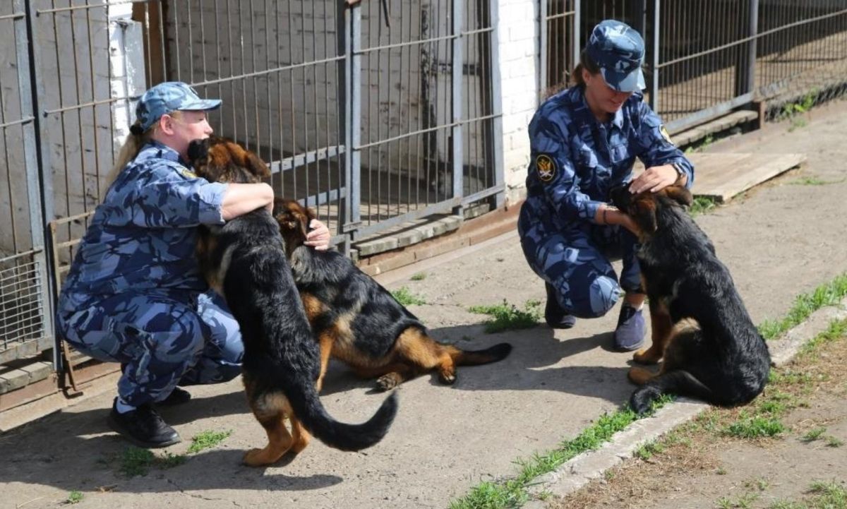 Ну милые же!. питомник УФСИН Поморья прибыли три щенка немецкой овчарки — Чипси, Чара и Честер Ну милые же!. питомник УФСИН Поморья прибыли три щенка немецкой овчарки — Чипси, Чара и Честер