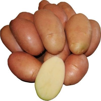Накра: универсальный краснокожий картофель для вашего стола