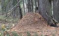 Архитекторы леса: что скрывает муравейник?