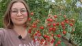 Топ сортов помидоров для открытого грунта