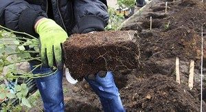 Весна — парад роз: советы по посадке и уходу за любимыми цветами
