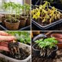 Ошибки с рассадой: как избежать распространенных проблем
