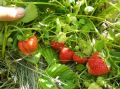Секреты осеннего ухода за земляникой: как подготовить кусты к следующему сезону
