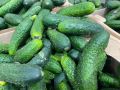Цены на огурцы в России пошли вниз!