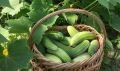 Как продлить жизнь огурцам в июле с помощью правильных подкормок