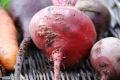 Секреты успешного урожая свеклы: Как избежать проблем и получить сочные корнеплоды