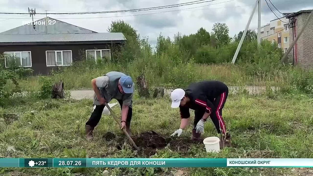 Коноше прошла экологическая акция по высадке пяти молодых кедров