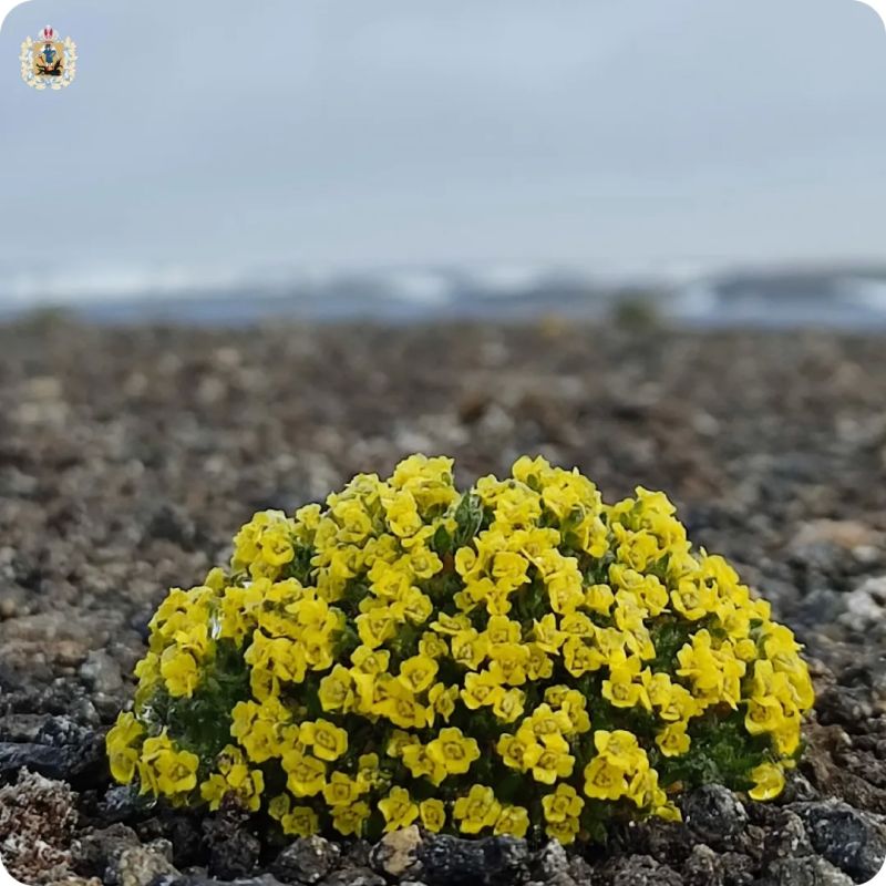 Арктика — территория хрупкой и величественной природы Арктика — территория хрупкой и величественной природы