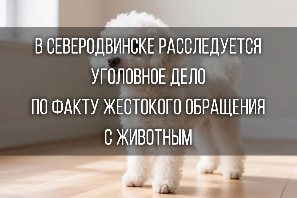 Отделом дознания ОМВД России по г. Северодвинску возбуждено уголовное дело в отношении 38-летнего местного жителя по факту жестокого обращения с животным