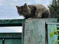 Доброе утро, регион!. На календаре 10 августа — понедельник