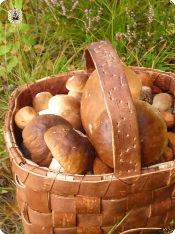 Наши любимые подписчики делятся своими трофеями с тихой охоты! Наши любимые подписчики делятся своими трофеями с тихой охоты!
