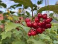 Доброе утро!. Коротко о погоде на сегодня: Днём +15…+20°