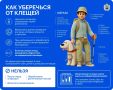 В августе начинается вторая волна активности клещей