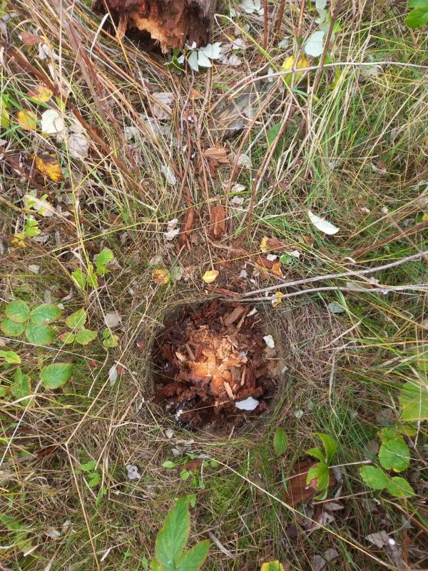 В Пинежском районе возбуждено уголовное дело о нарушении требований охраны труда, повлекшем по неосторожности смерть человека В Пинежском районе возбуждено уголовное дело о нарушении требований охраны труда, повлекшем по неосторожности смерть человека