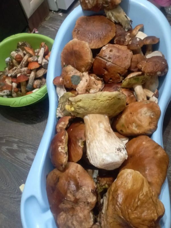 Какой же выходной без грибов! Какой же выходной без грибов!