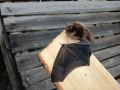 Маленький гость из поленницы: история одного спасения