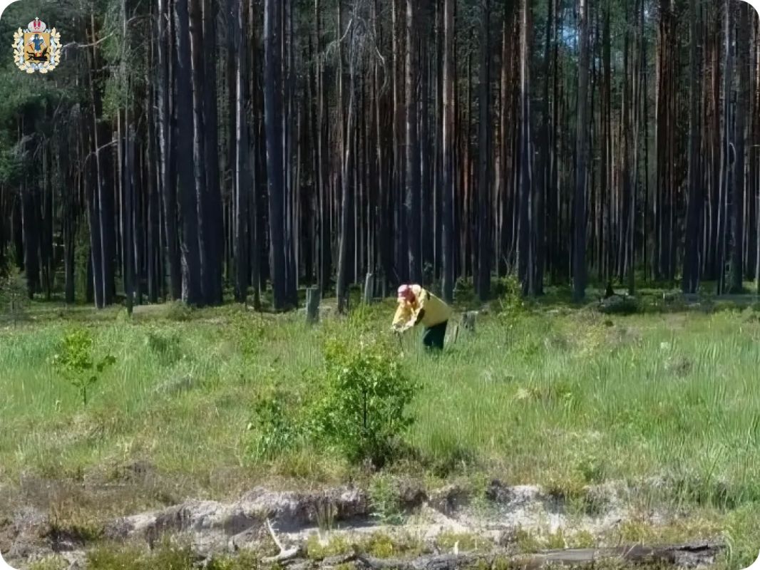 В Поморье агротехнический уход за молодыми лесами выполнен почти на 24 тысячи гектаров В Поморье агротехнический уход за молодыми лесами выполнен почти на 24 тысячи гектаров