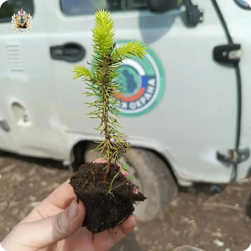 Специалисты Единого лесопожарного центра завершили дополнение лесных культур на площади почти 130 гектаров Специалисты Единого лесопожарного центра завершили дополнение лесных культур на площади почти 130 гектаров