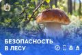 Собираетесь в лес — подготовьтесь заранее!