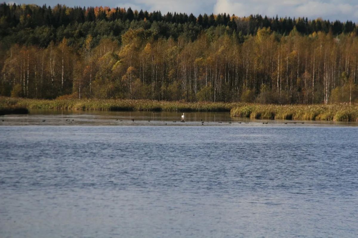 Белоснежная грация воды и неба Белоснежная грация воды и неба