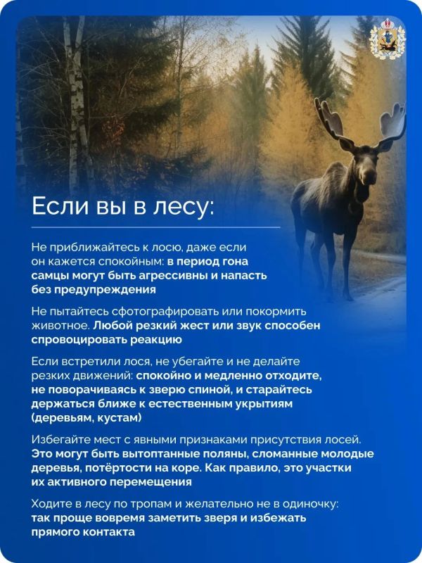 В лесах Поморья самый пик брачного сезона у лосей В лесах Поморья самый пик брачного сезона у лосей