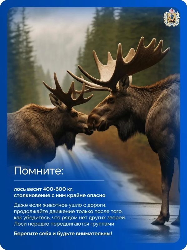 В лесах Поморья самый пик брачного сезона у лосей В лесах Поморья самый пик брачного сезона у лосей