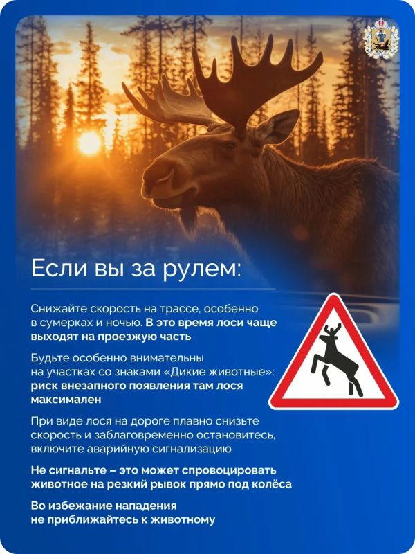 В лесах Поморья самый пик брачного сезона у лосей В лесах Поморья самый пик брачного сезона у лосей