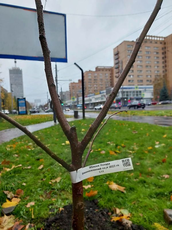 Сегодня на улице Воскресенской стало на 25 яблонь больше Сегодня на улице Воскресенской стало на 25 яблонь больше