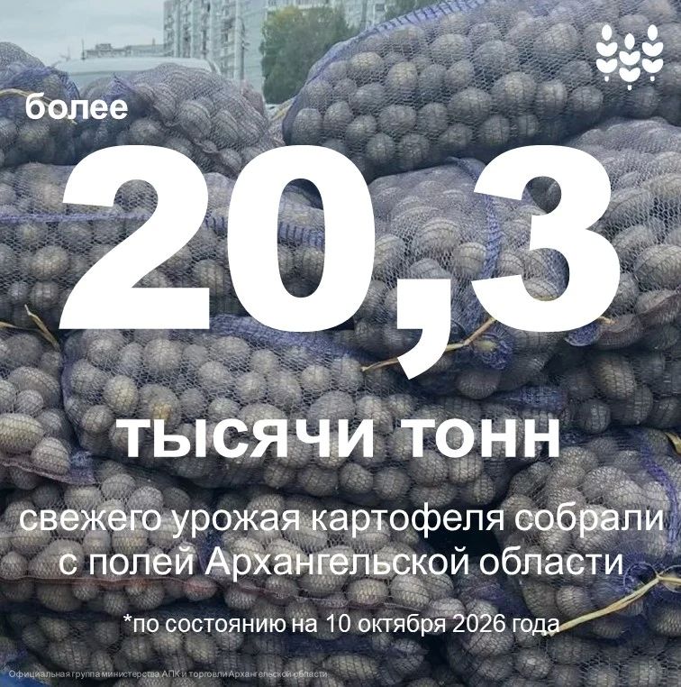 Аграрии Поморья собрали с полей более 20,3 тысячи тонн картофеля