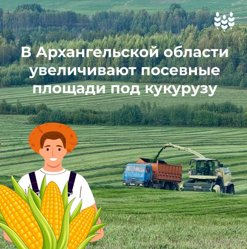 Рацион крупного рогатого скота на 85% состоит из сочных грубых кормов, в числе которых и кукуруза