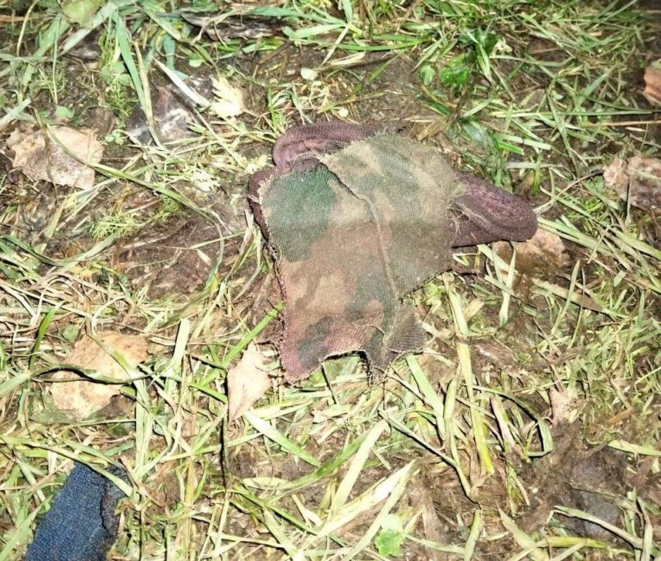 Медведь убил мужчину в лесу в Архангельской области — первое нападение этого хищника на человека в регионе с 1978 года