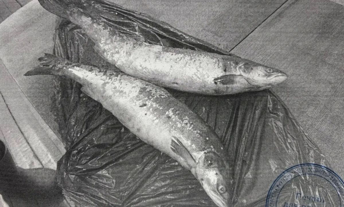 На Мезени браконьеры лишились лодки с мотором из-за двух сёмг