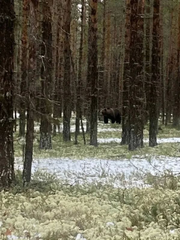 В Пинежском округе добыт медведь, напавший на человека