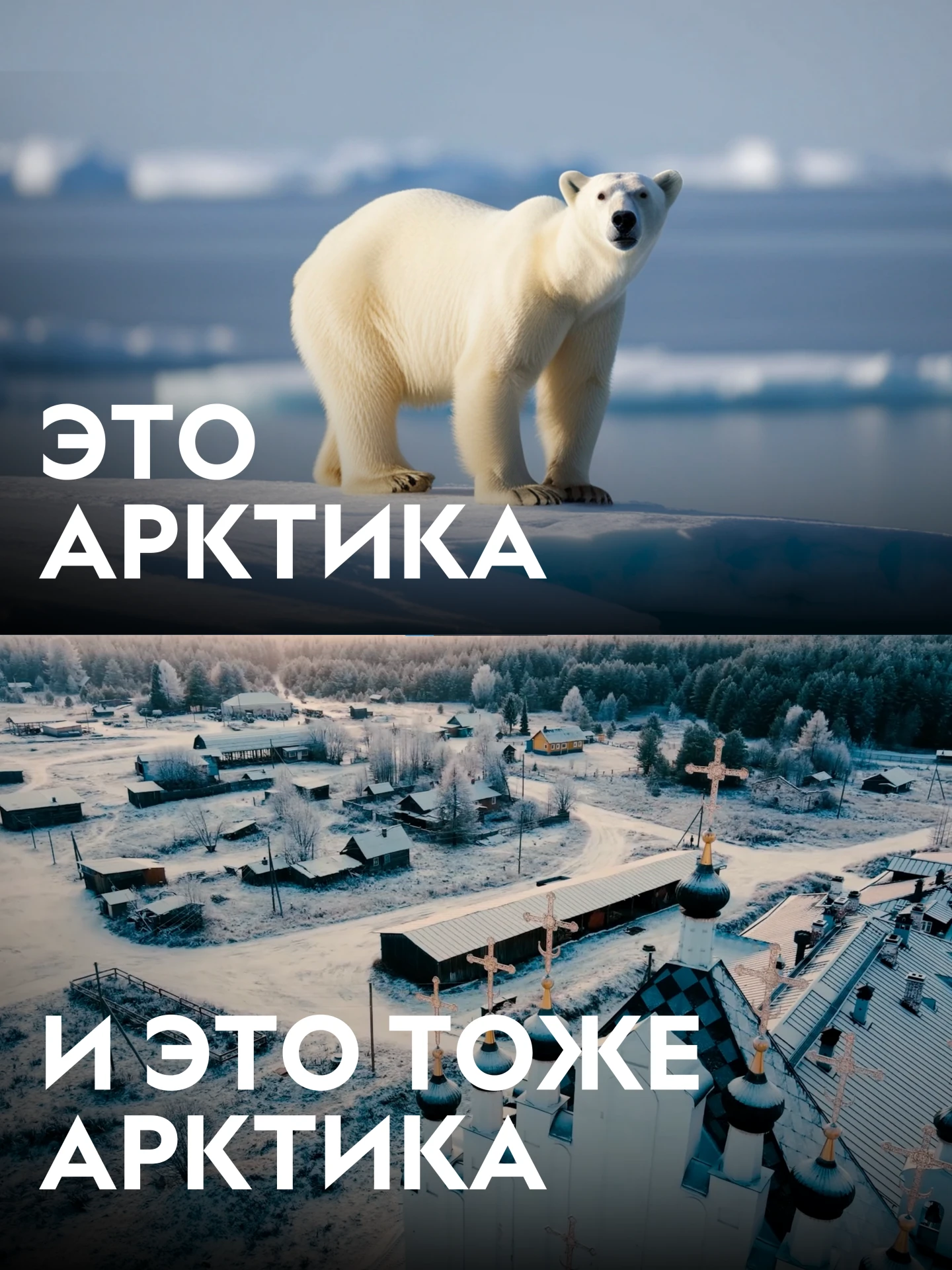 Думаешь, Арктика — это только льды и белые медведи?