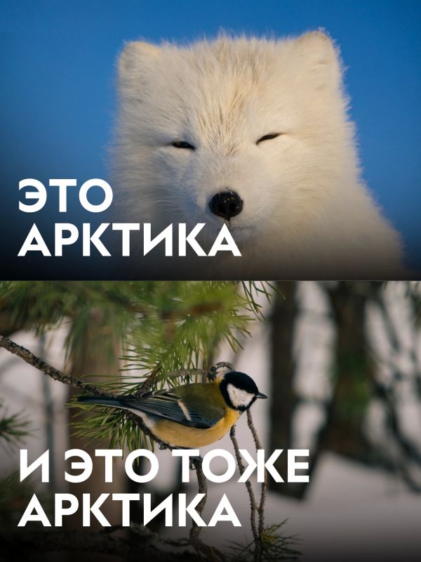 Думаешь, Арктика — это только льды и белые медведи? Думаешь, Арктика — это только льды и белые медведи?