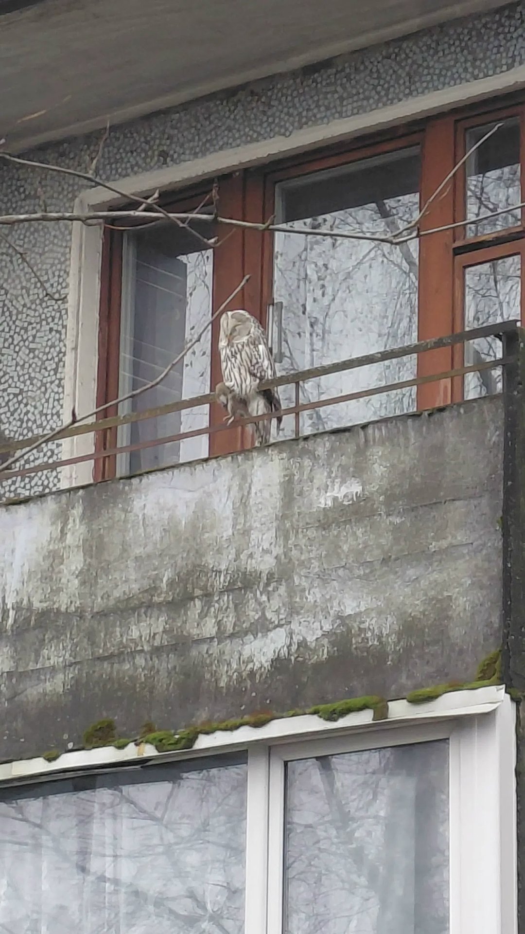 К борьбе с городскими грызунами подключилась сова