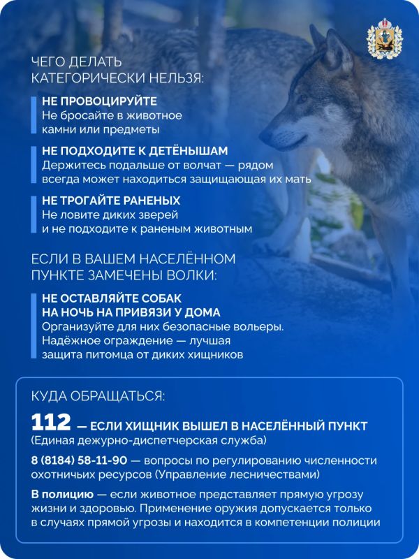 В Архангельской области все чаще замечают волков В Архангельской области все чаще замечают волков